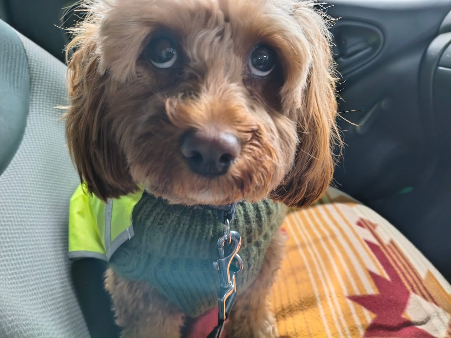 Customer photo review of Chicken Bics Premium Dry Food
