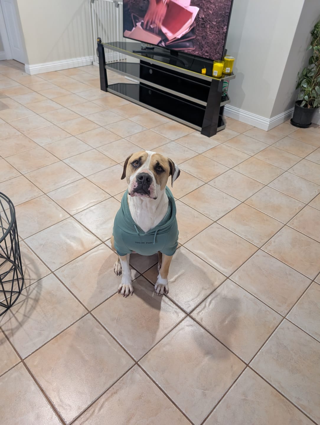 Customer photo review of Essential Dog Hoodie - Teal
