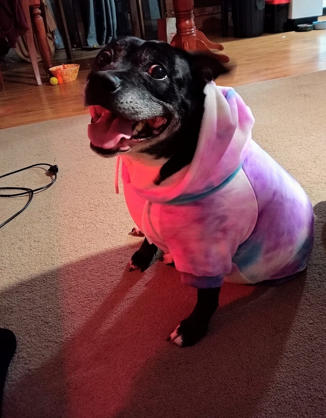 Customer photo review of Velvet Dog Hoodie - 90s Retro
