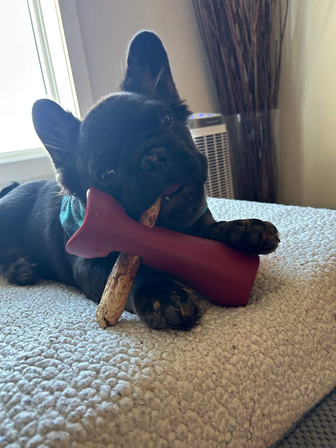 Customer photo review of 6 Inch Monster Bully Stick