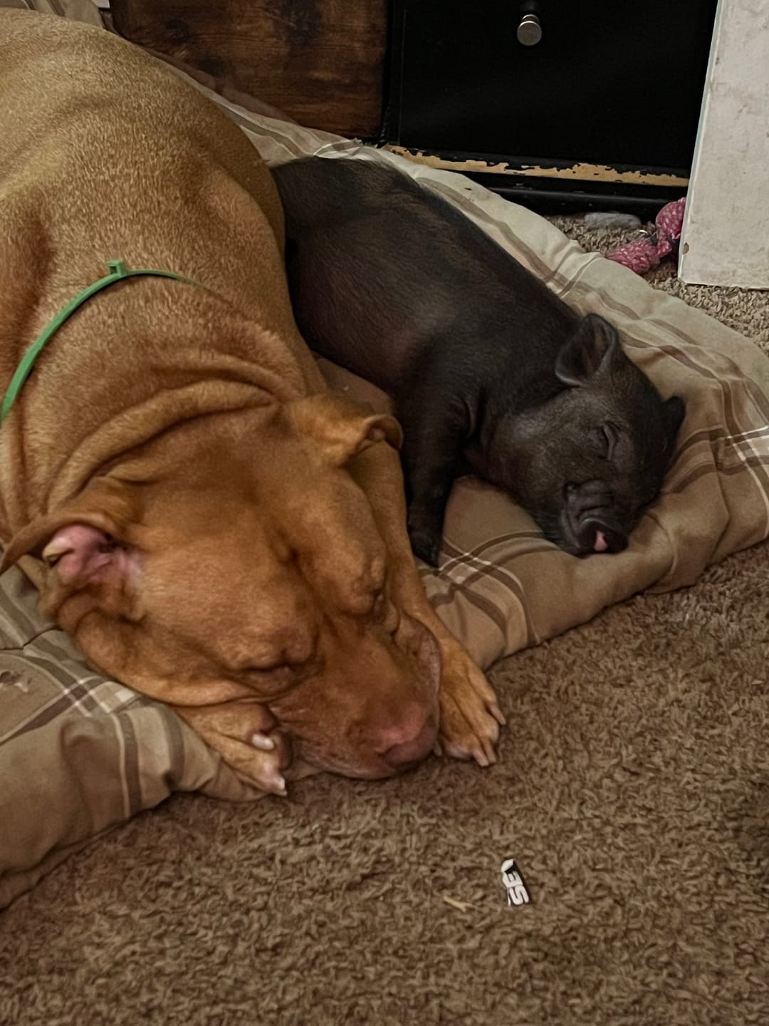 Customer photo review of FurLife™ - 8 Months All Natural Flea and Tick Collar for Dogs