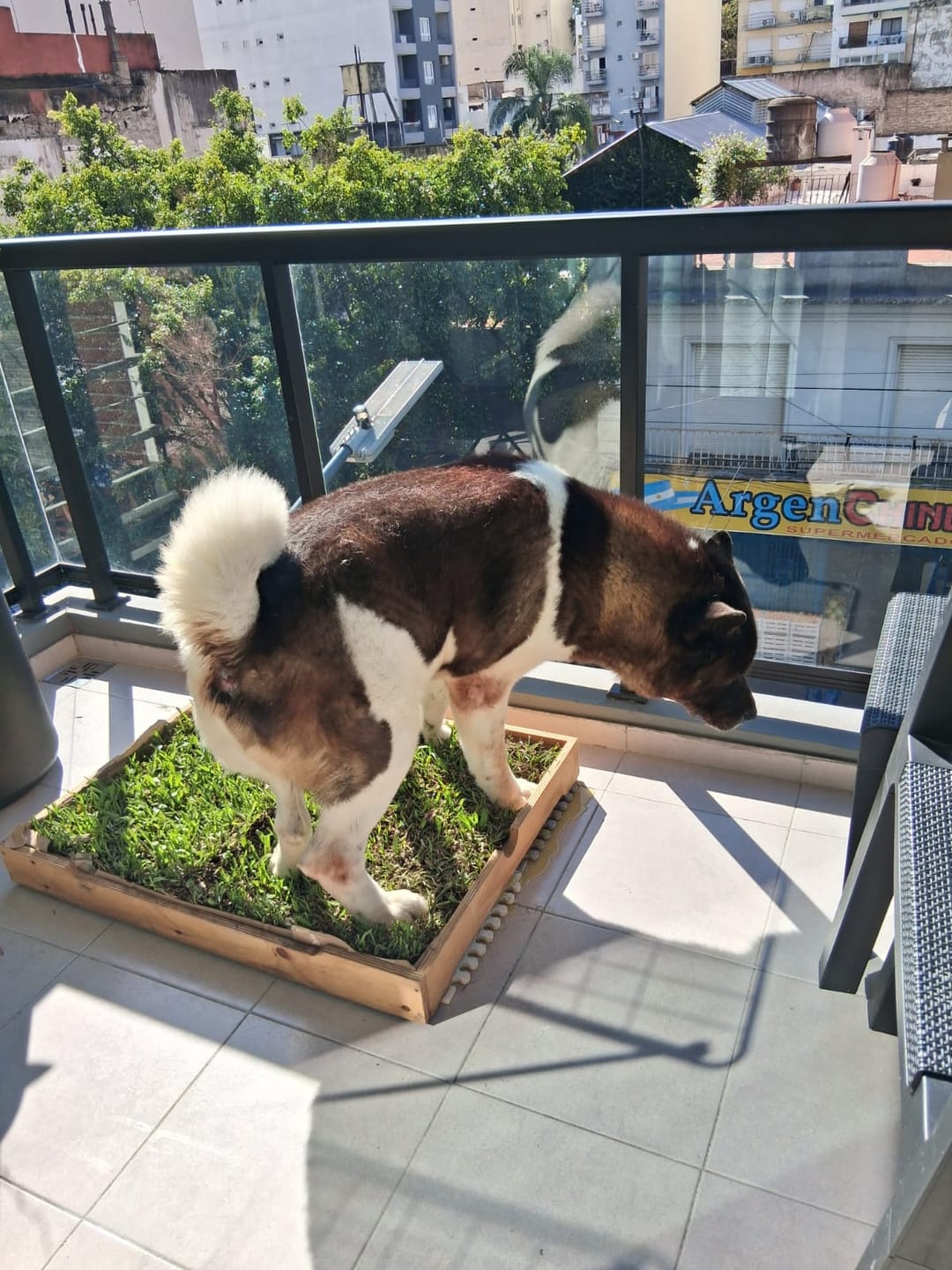Customer photo review of Probioticos para perros