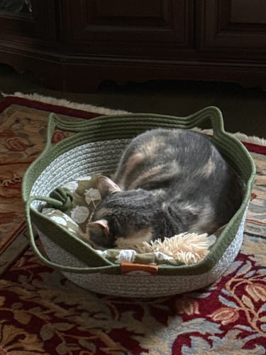 Customer's cat curled up asleep inside the green Instinct Basket, placed on a patterned rug.
