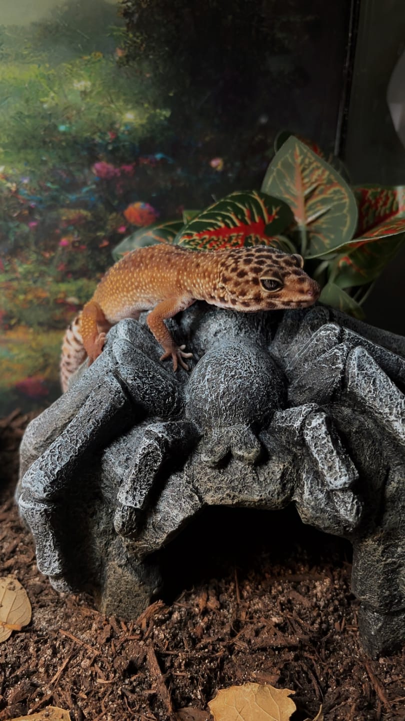Customer photo review of Female Black Night Tangerine Tornado (ovulating; slightly curved spine)