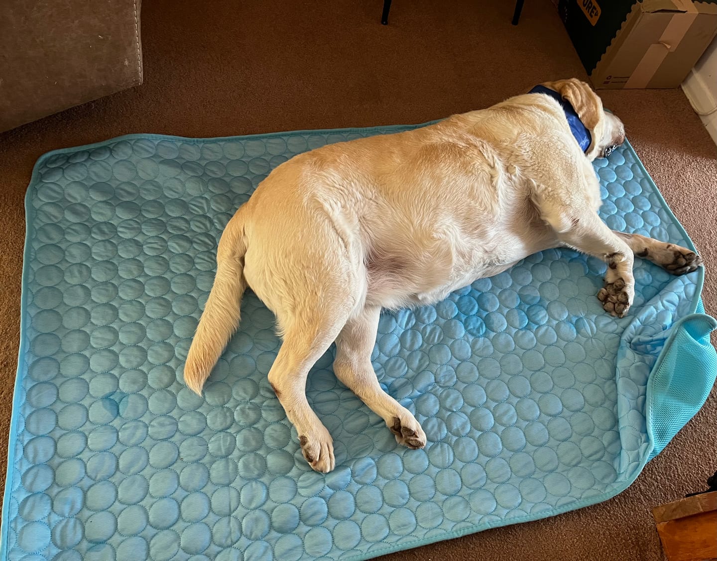 Customer photo review of The Ultimate Cooling Pet Mat