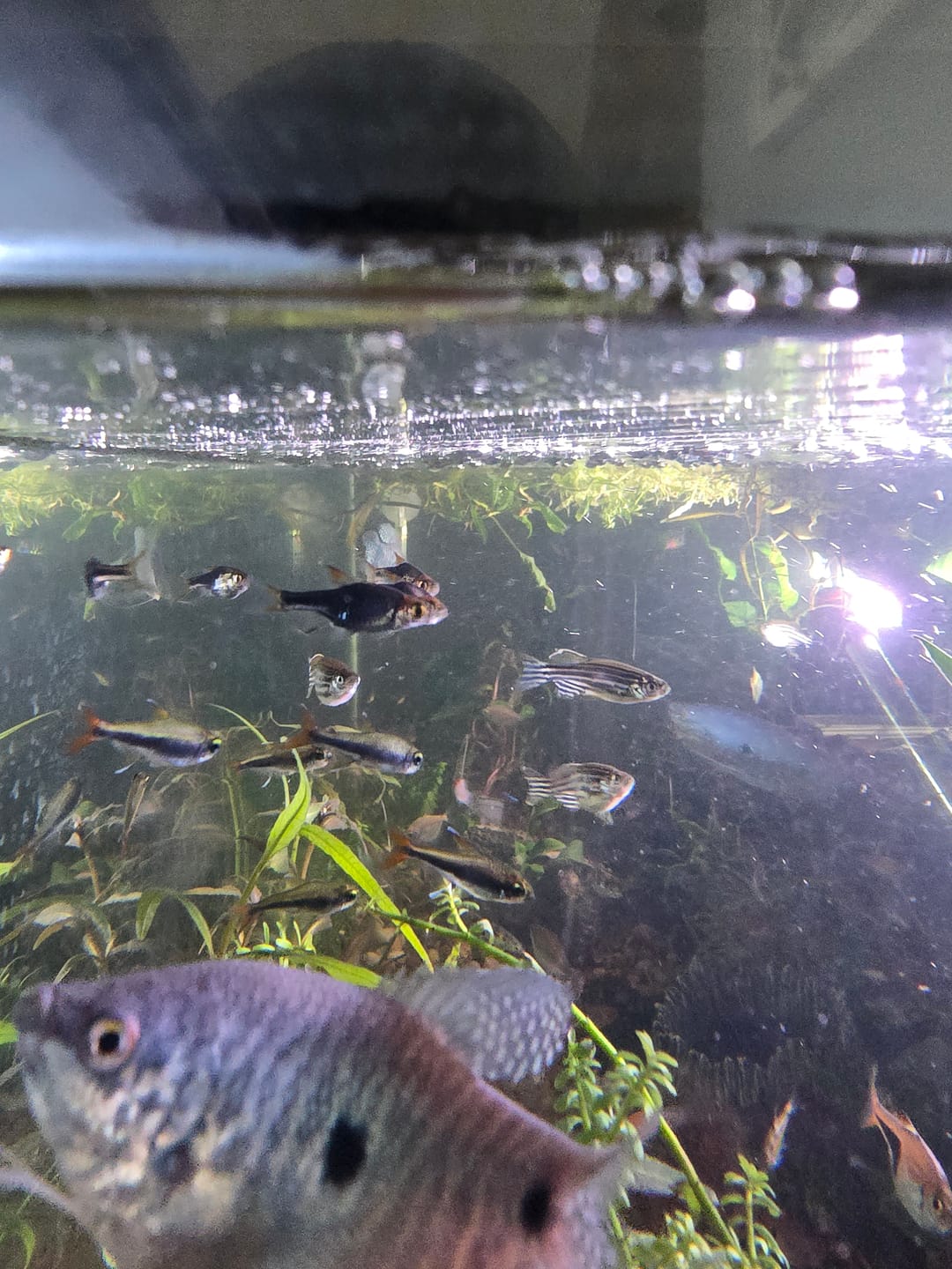 Customer photo review of Purple Harlequin Rasbora (unsexed)