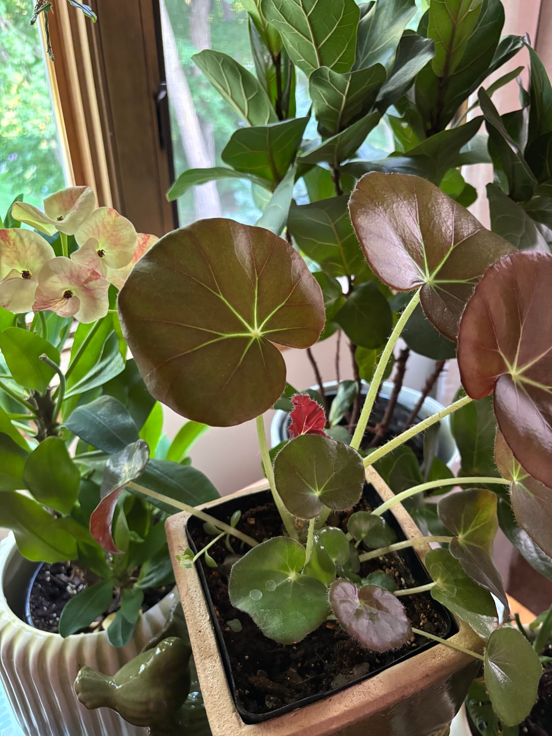 Customer photo review of Fungus Gnat Death Drops