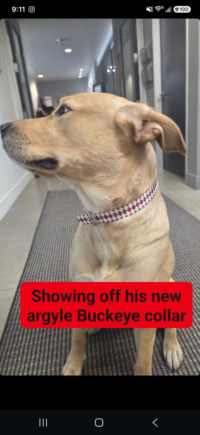 Customer photo review of Ohio State Argyle Team Spirit Dog Collar