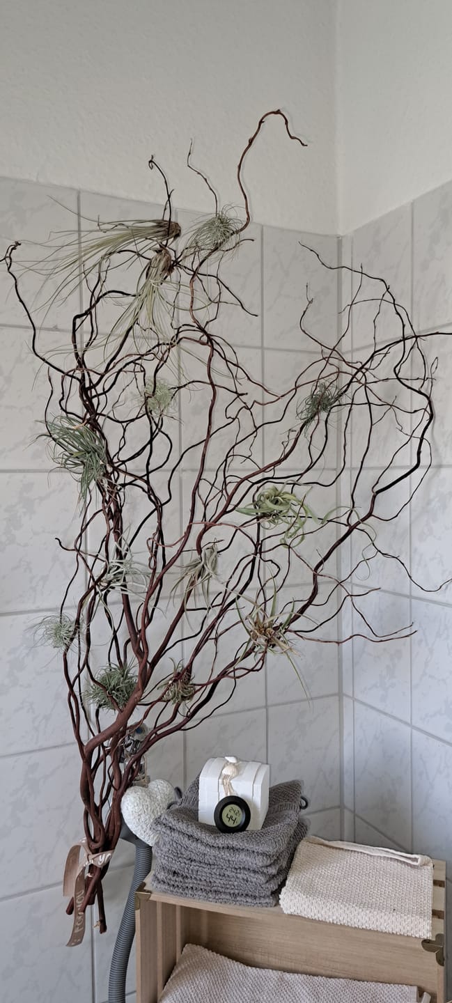 Customer photo review of Tillandsien Mix - B-Ware AKTION