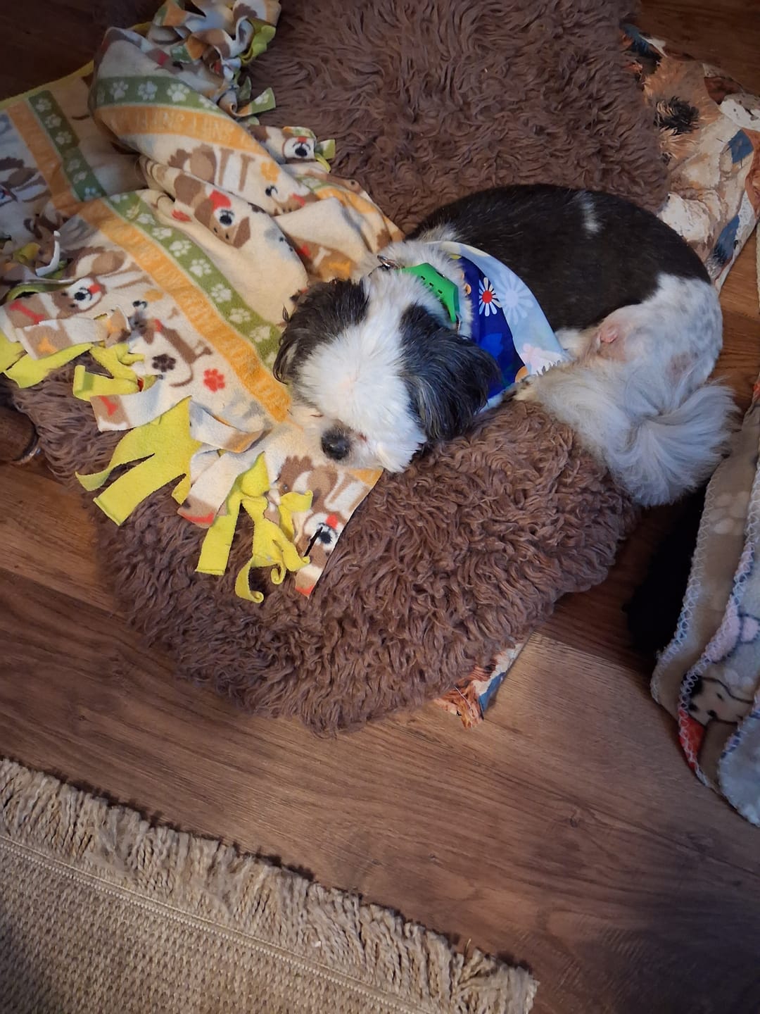Customer photo review of FurLife™ 12 Months Flea and Tick Free