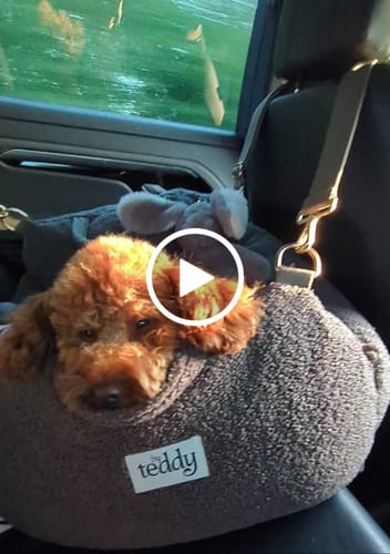Customer video review of Chocolate | The Cosy Car Seat