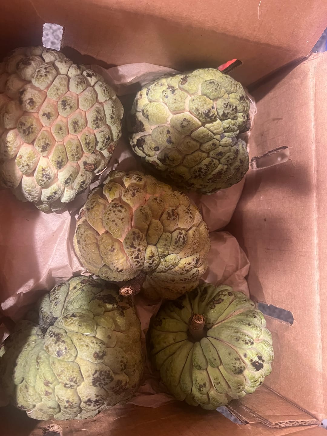 Customer photo review of Sugar Apple (Sweetsop) *Pre-Order*