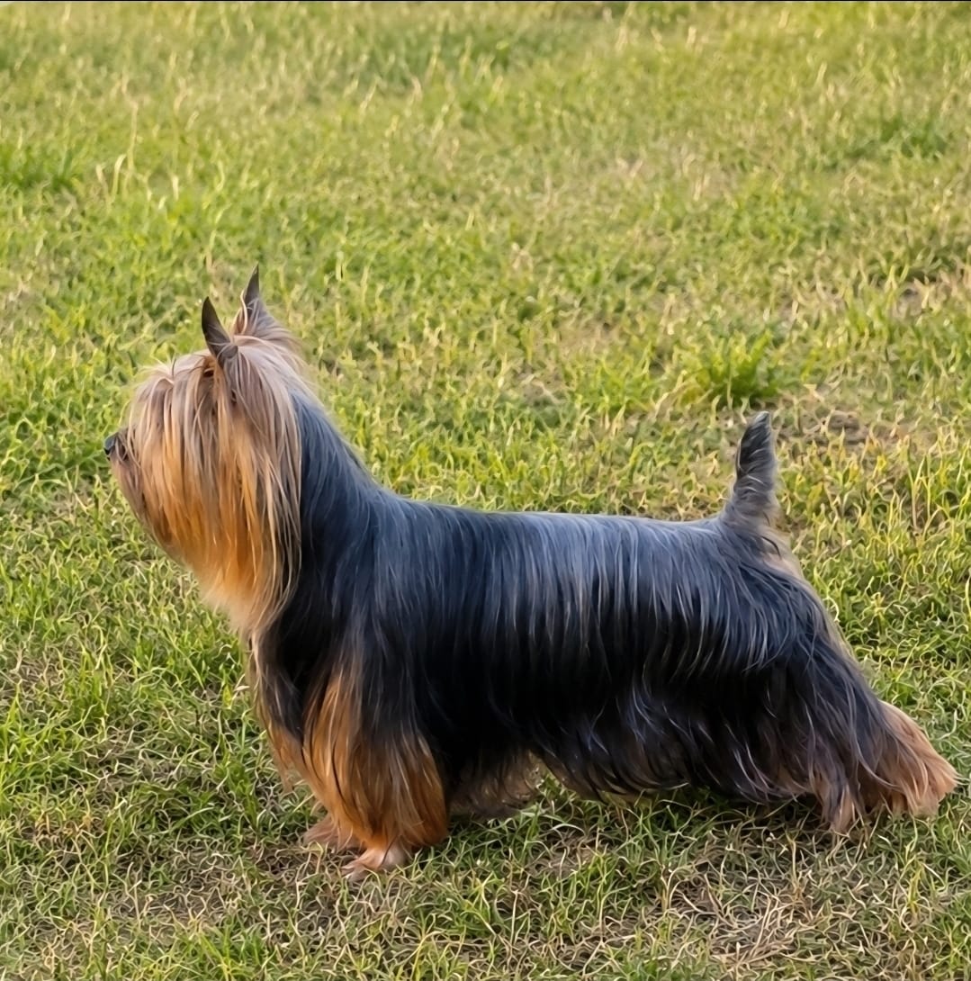 Customer photo review of Iron Paws Daily Human-Grade Superfood For Dogs