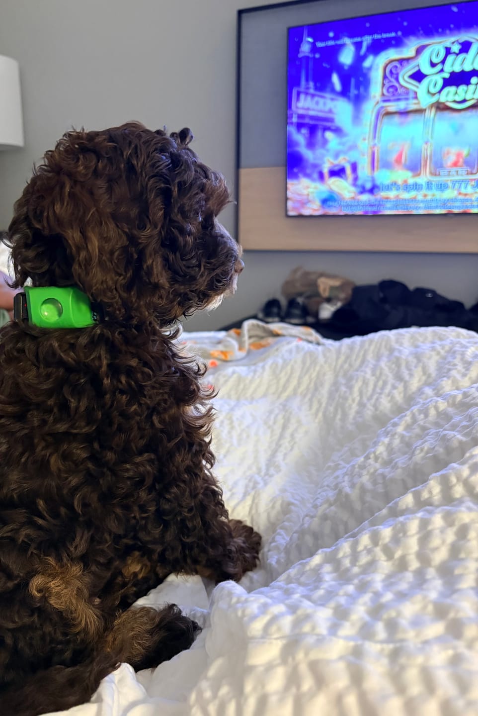 Customer photo review of FurLife™ - 12 Months All Natural Flea and Tick Tags for Dogs