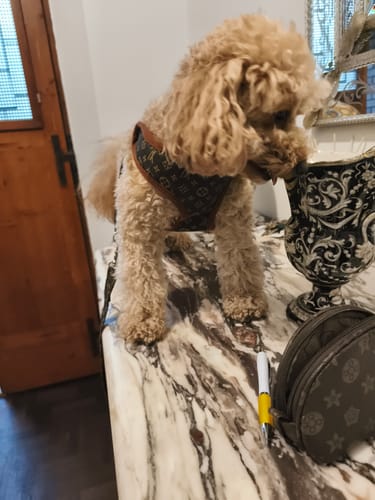 Customer photo review of Pettorina e guinzaglio Louis Pawtton
