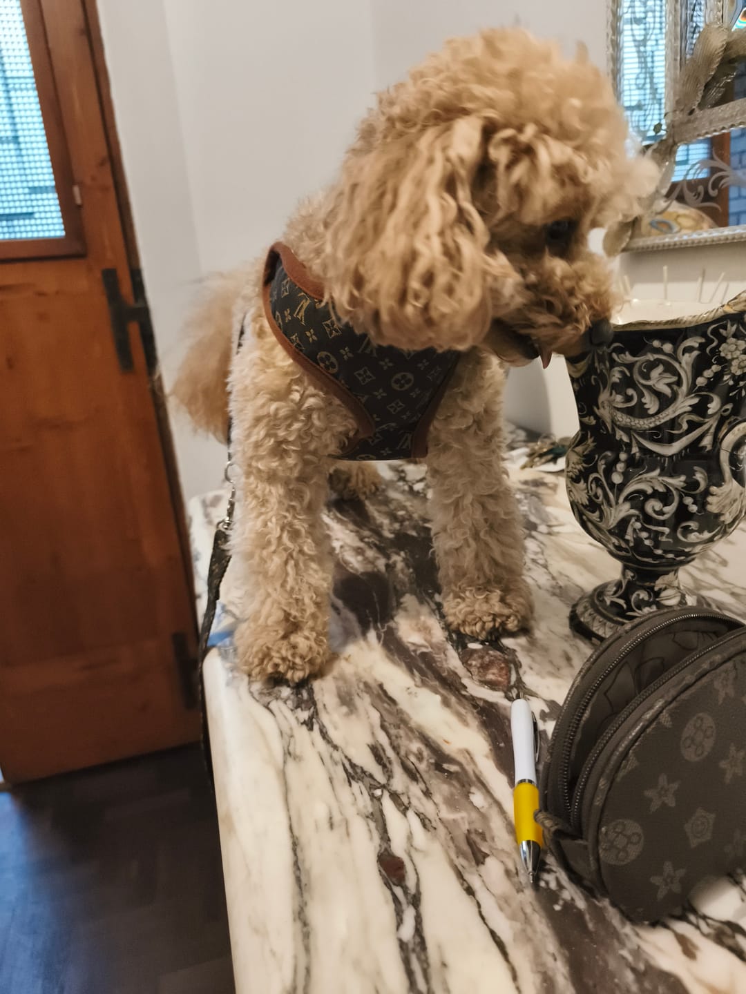 Customer photo review of Pettorina e guinzaglio Louis Pawtton