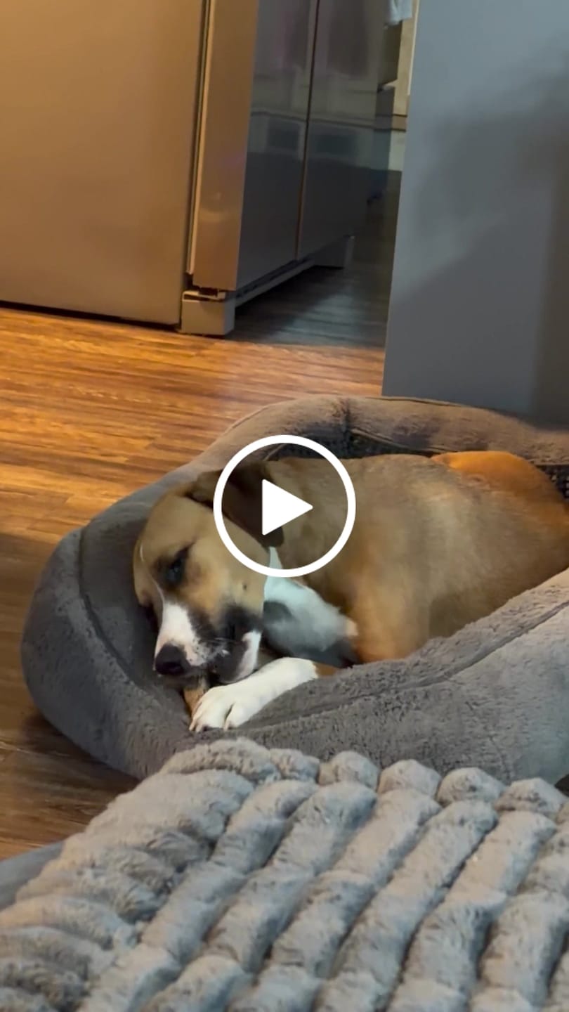 Customer video review of Deer Antler Chew - Large (45-65 lbs)
