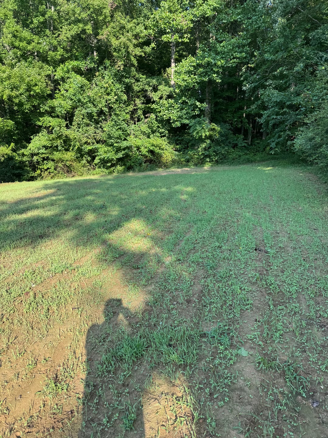 Customer photo review of Winter Rye Food Plot Seed
