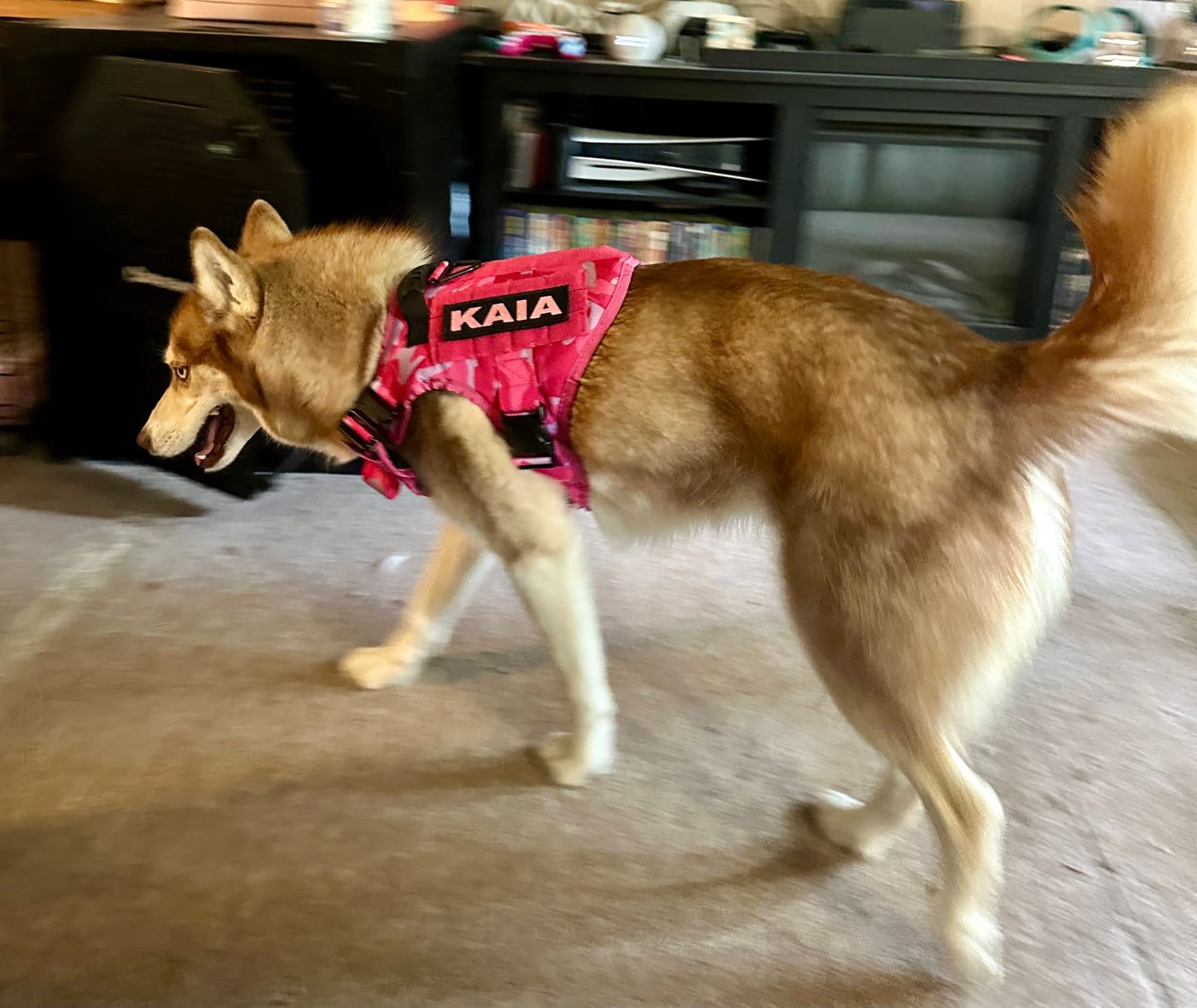 Customer photo review of Team K9® Classic No-Pull Dog Harness