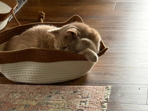 Customer's light-colored cat curled inside the white and brown Instinct Basket.