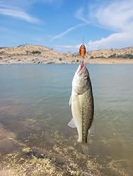 Customer photo review of [12Pcs] Rooster Tail Spinnerbaits Fishing Lures