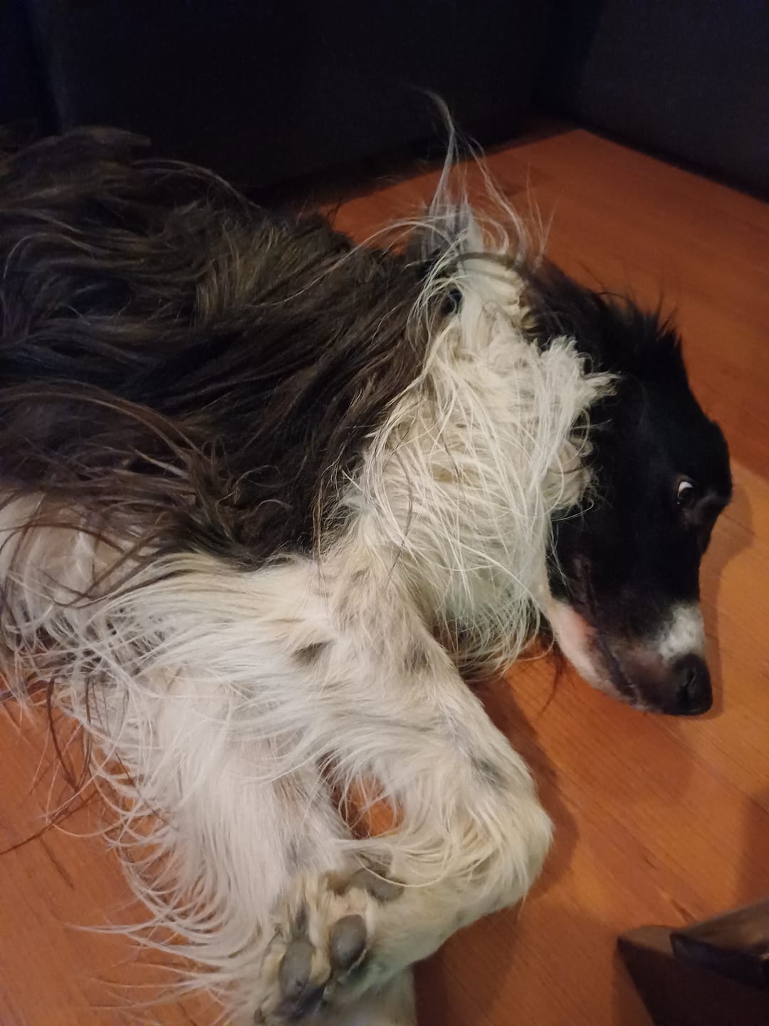 Customer photo review of Probioticos para perros