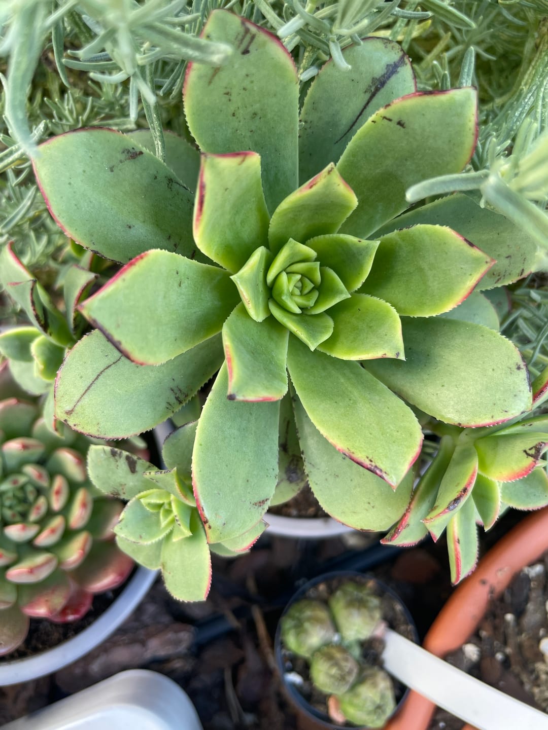 Customer photo review of Aeonium Haworthii 'Kiwi' extra ramificado