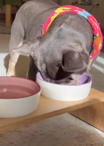 Customer photo review of Fórmula Veterinaria Natural para Eliminar Hongos en Perros