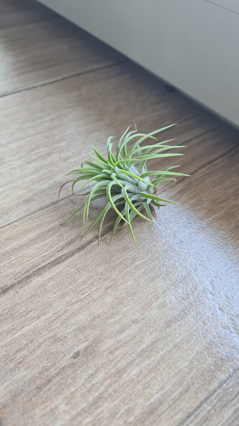 Customer photo review of Tillandsia ionantha