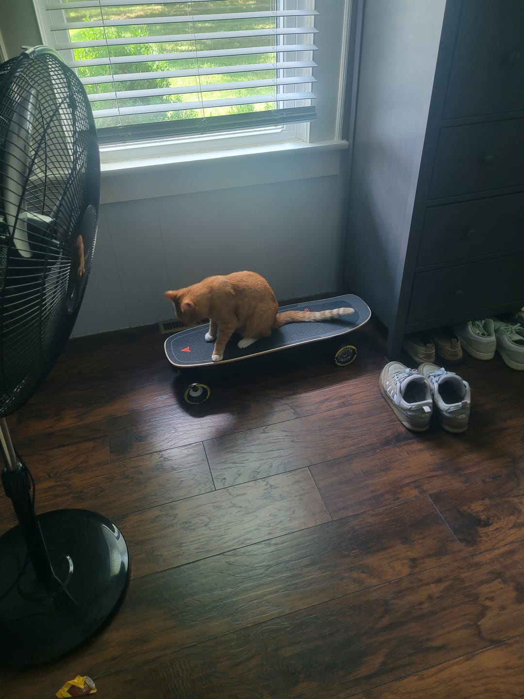 Customer photo review of Refurbished Skateboard(the US only)