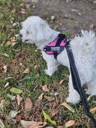 Customer's white dog wearing a pink Bungee Leash harness while standing in a grassy outdoor area.