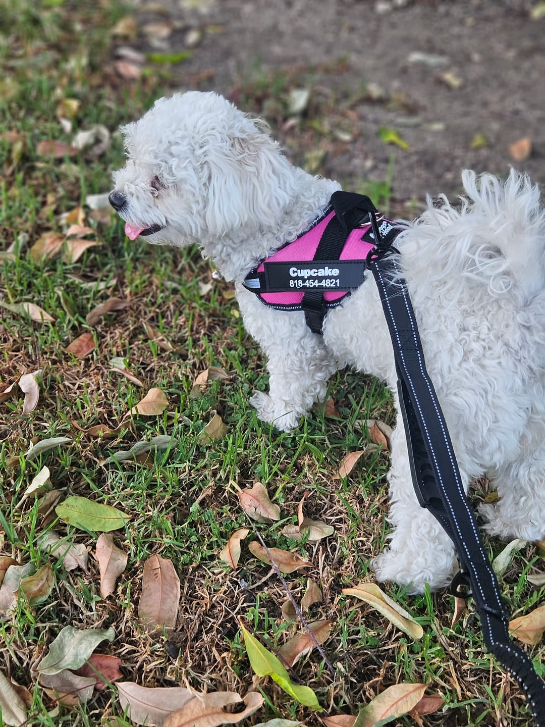 Customer photo review of Bungee Leash
