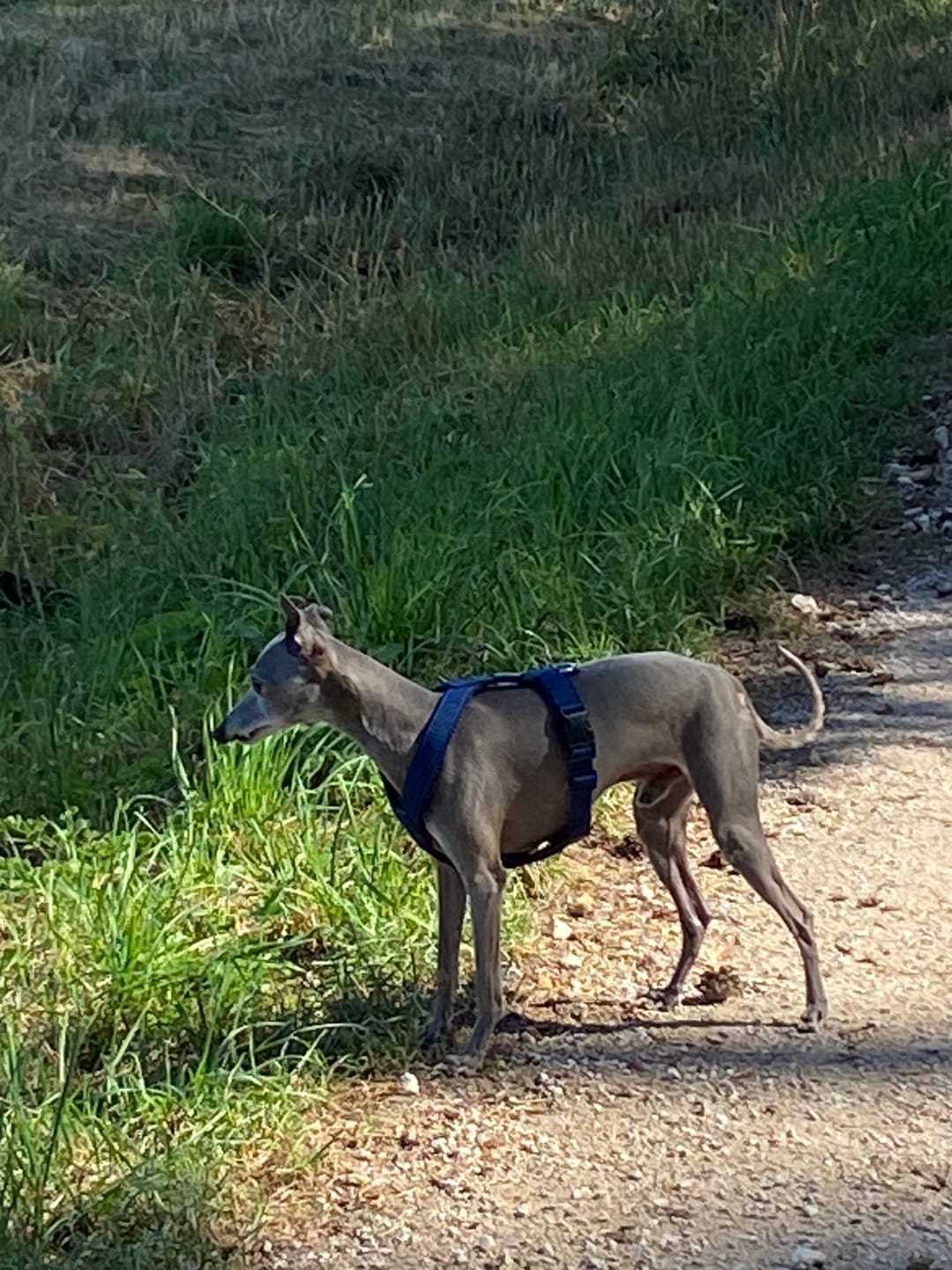Customer photo review of Windhundgeschirr FUN Welpe/Windspiel "Steel Blue"
