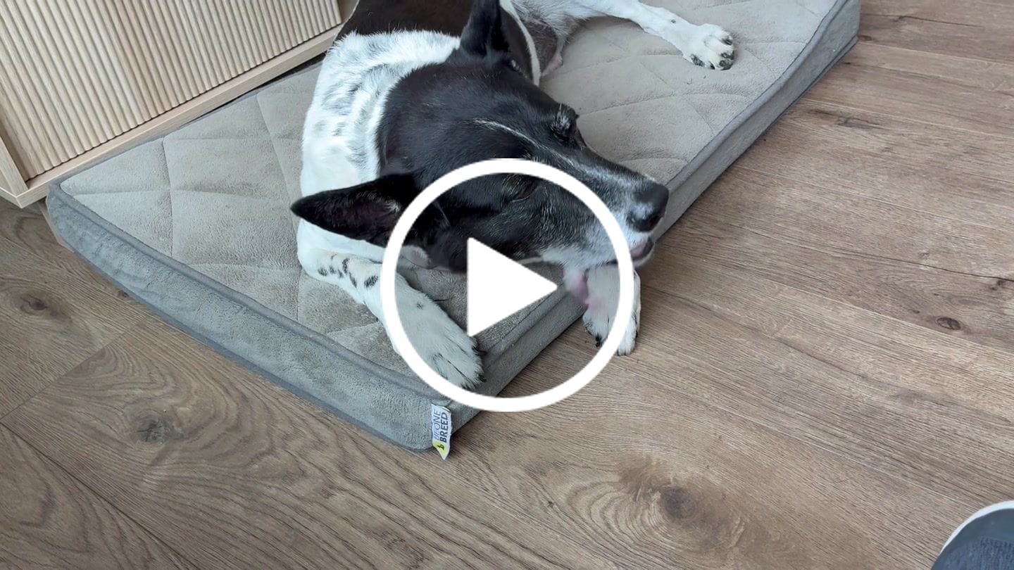Customer video review of 6 Inch Standard Braided Bully Stick