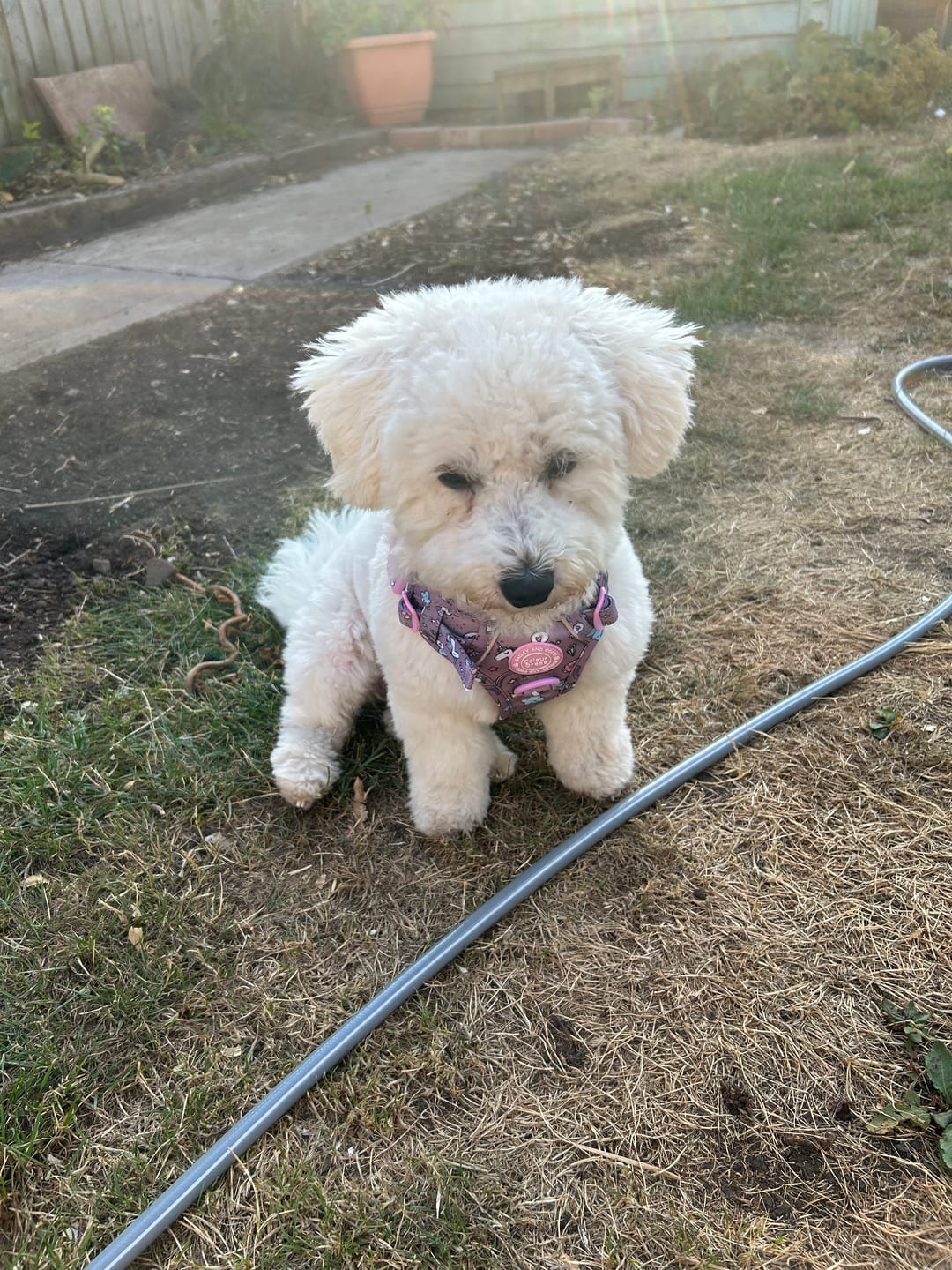 Customer photo review of Unicorn Dog Harness – Be Unique Reflective No-Pull