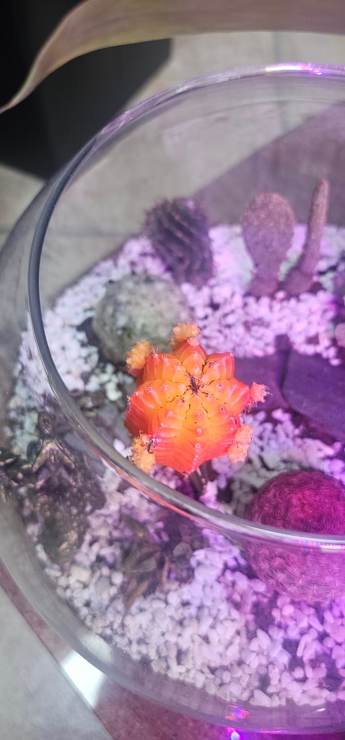 Customer photo review of Gymnocalycium mihanovichii, red enxertado