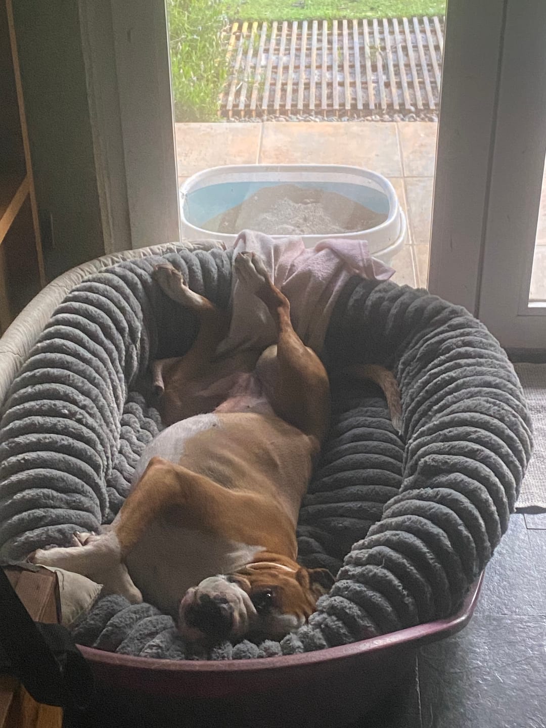 Customer photo review of Luxury Edition: Cama Anti-Estrés THE DOGS