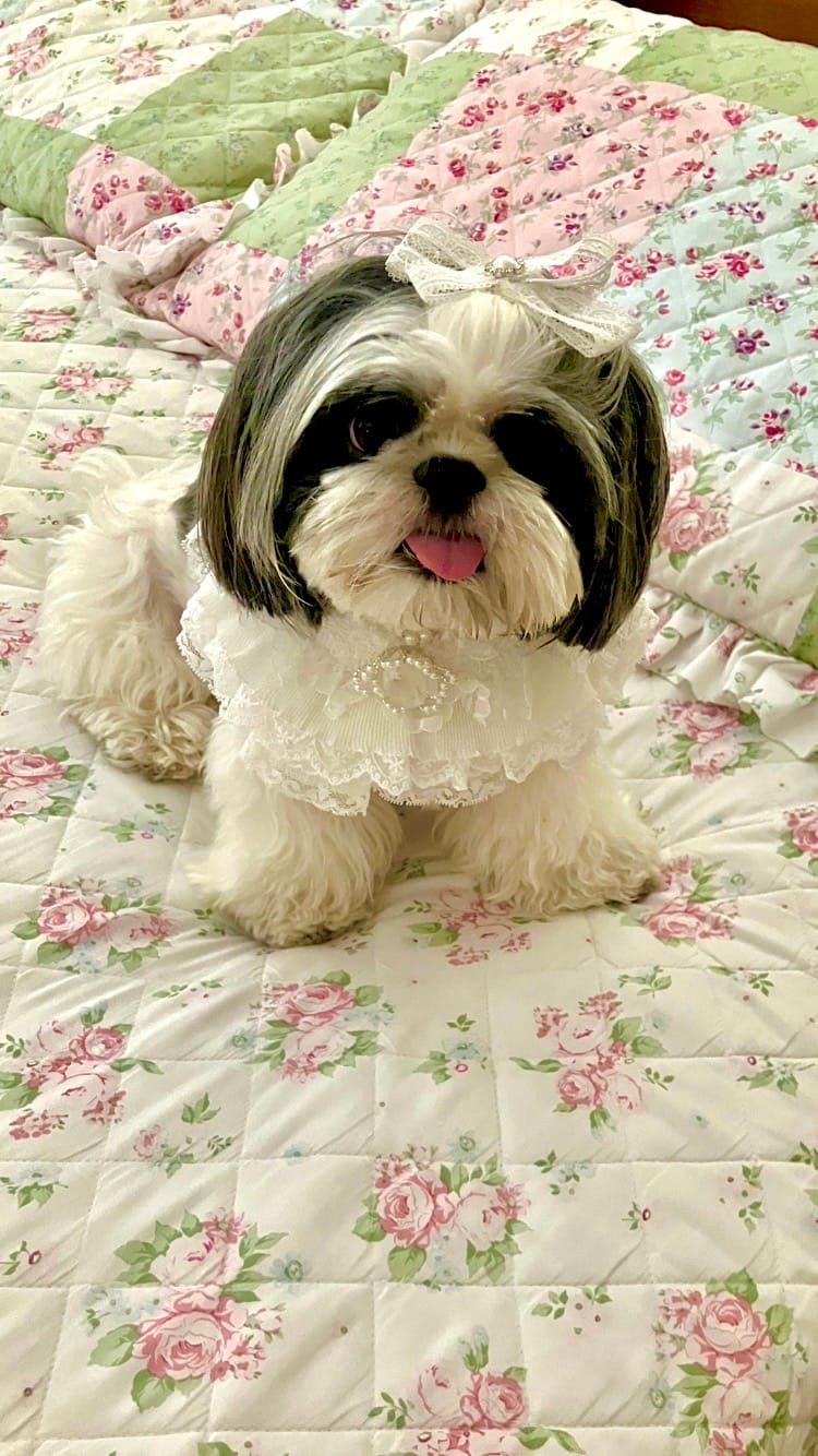 Customer photo review of Juliette – Lace Dog Dress | Elegant Formal Style