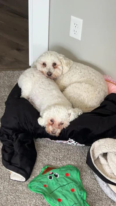Customer photo review of Fórmula Veterinaria Natural para Eliminar Hongos en Perros