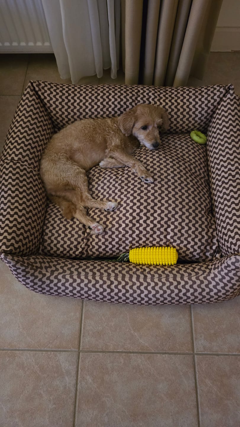 Customer photo review of Cocoa Ripple Sofa Köpek Yatağı