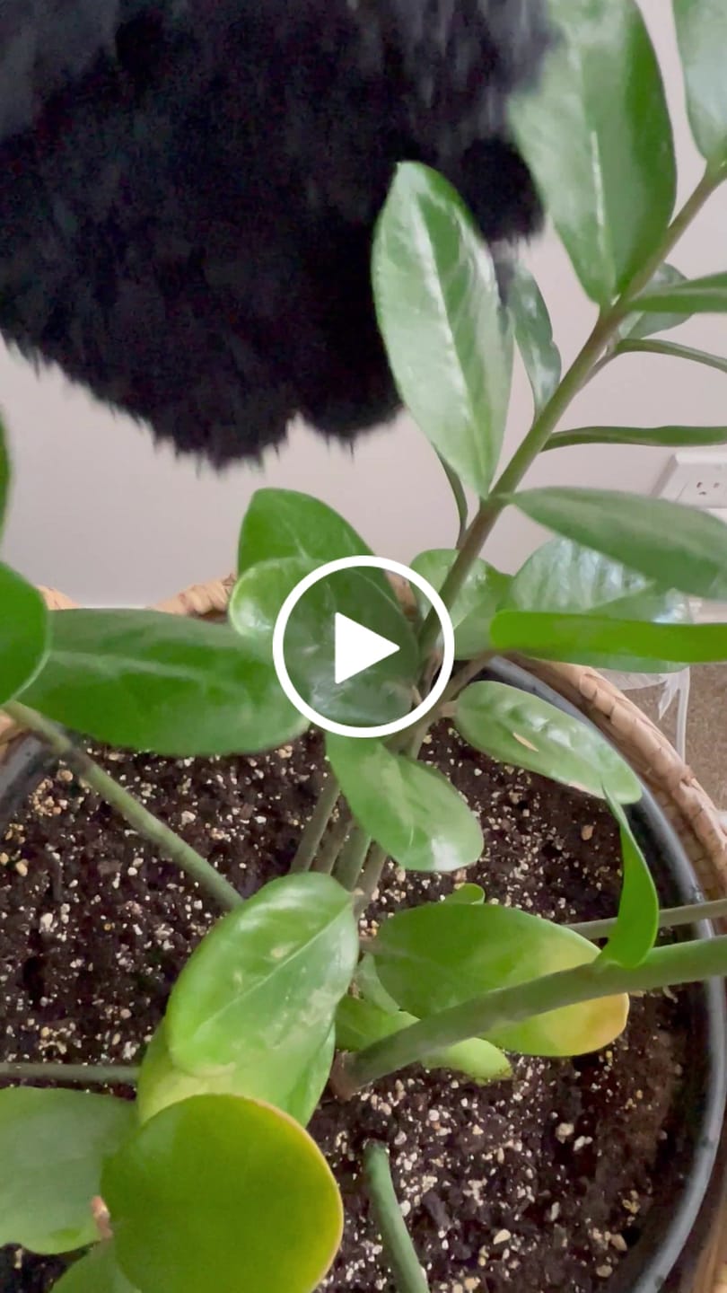 Customer video review of Leaf Cleanse