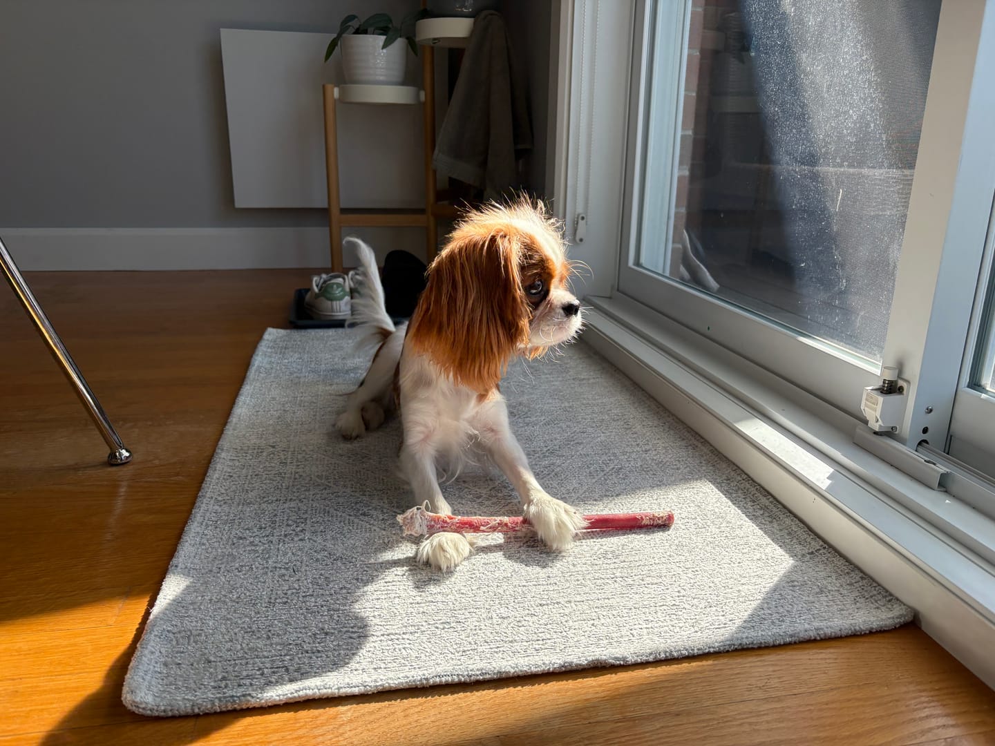 Customer photo review of 12 Inch Standard Bully Stick