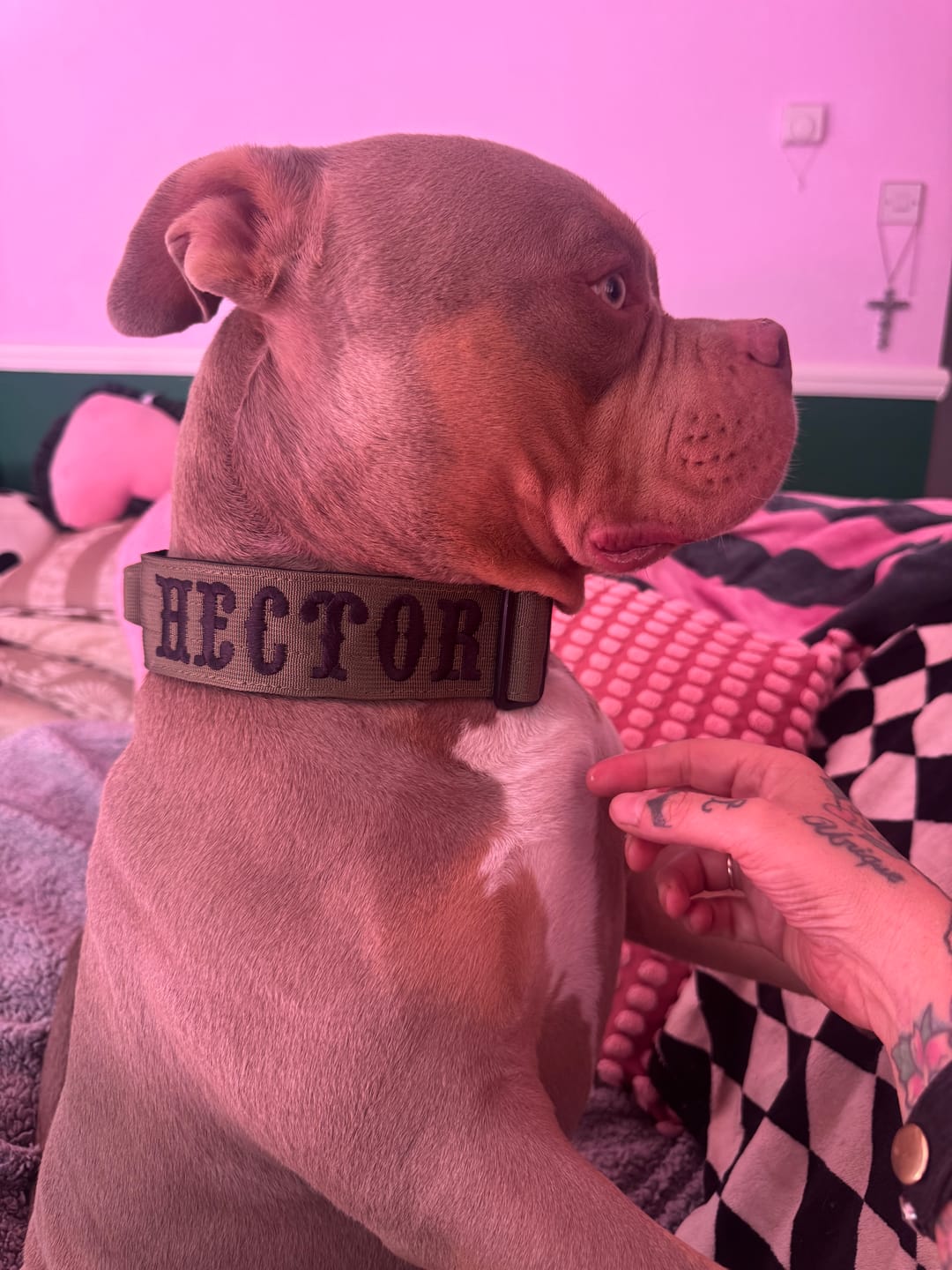 Customer photo review of 5cm Combat® Collar | With Handle & Secure Clip - Khaki