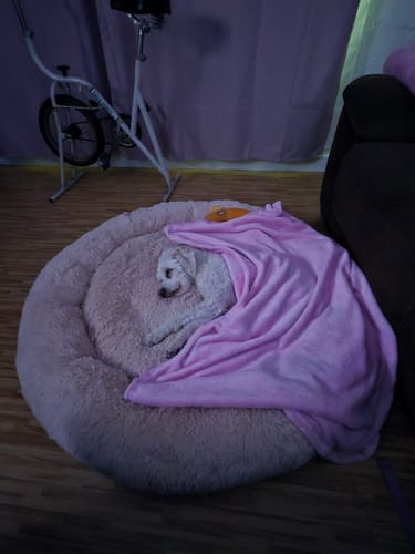 Customer's small white dog sleeping peacefully in a round, beige Cama Antiestrés para Perros, covered by a pink blanket.