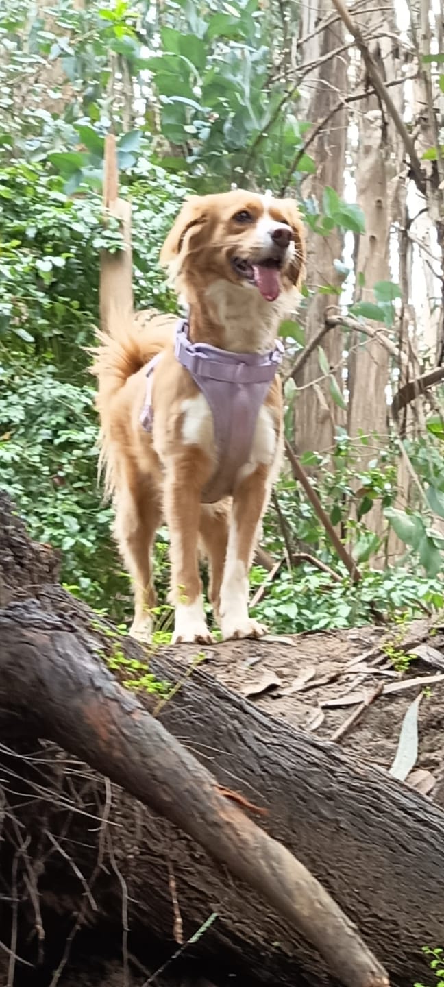 Customer photo review of Arnés Paws