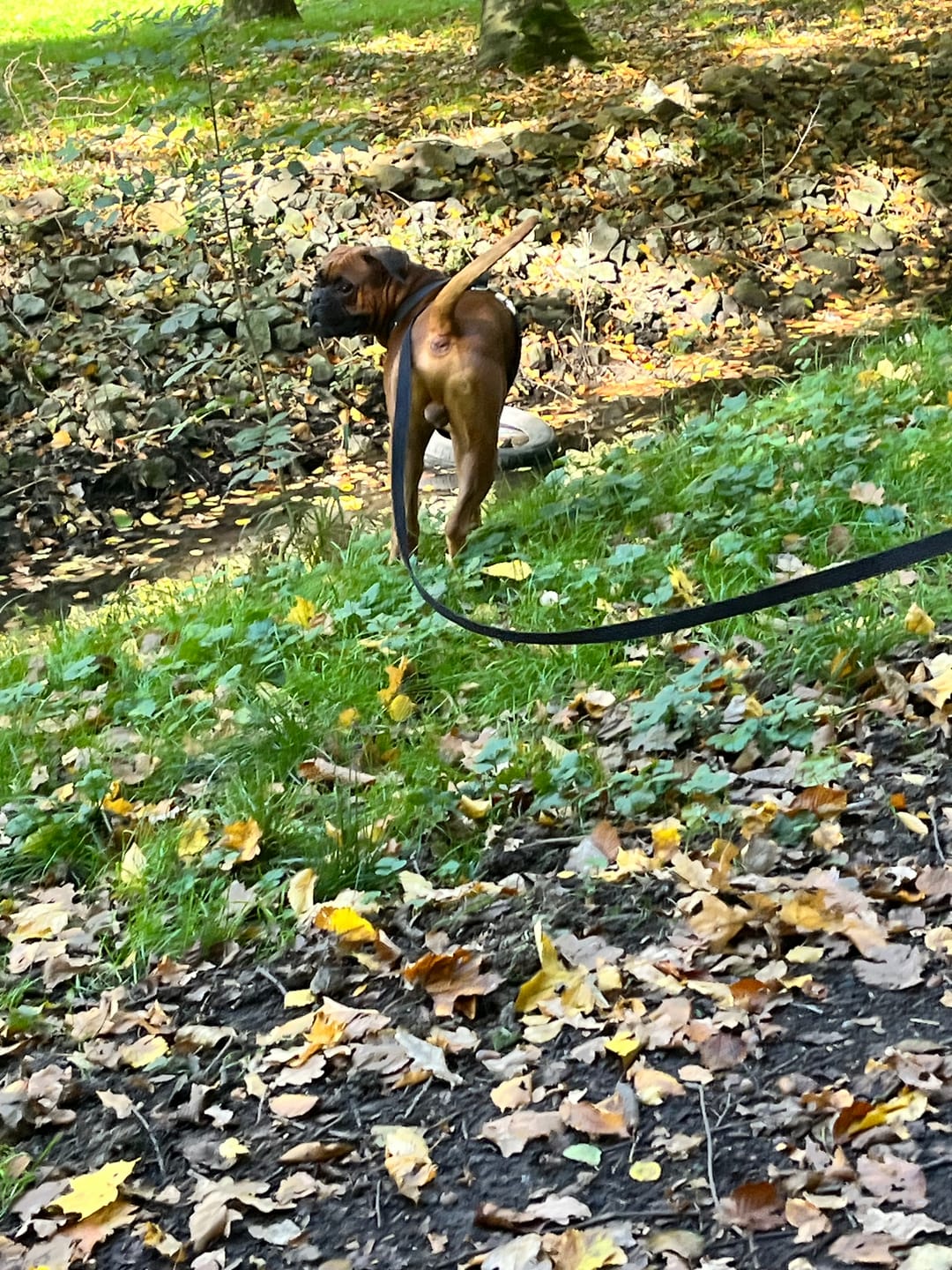 Customer photo review of Smycz dla psa z imieniem - Personal Leash