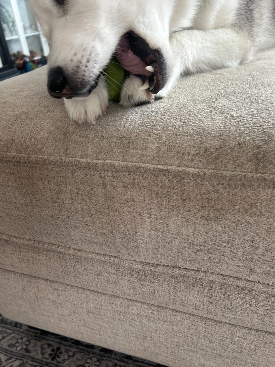 Customer photo review of Himalayan Yak Chew Flavour Pack
