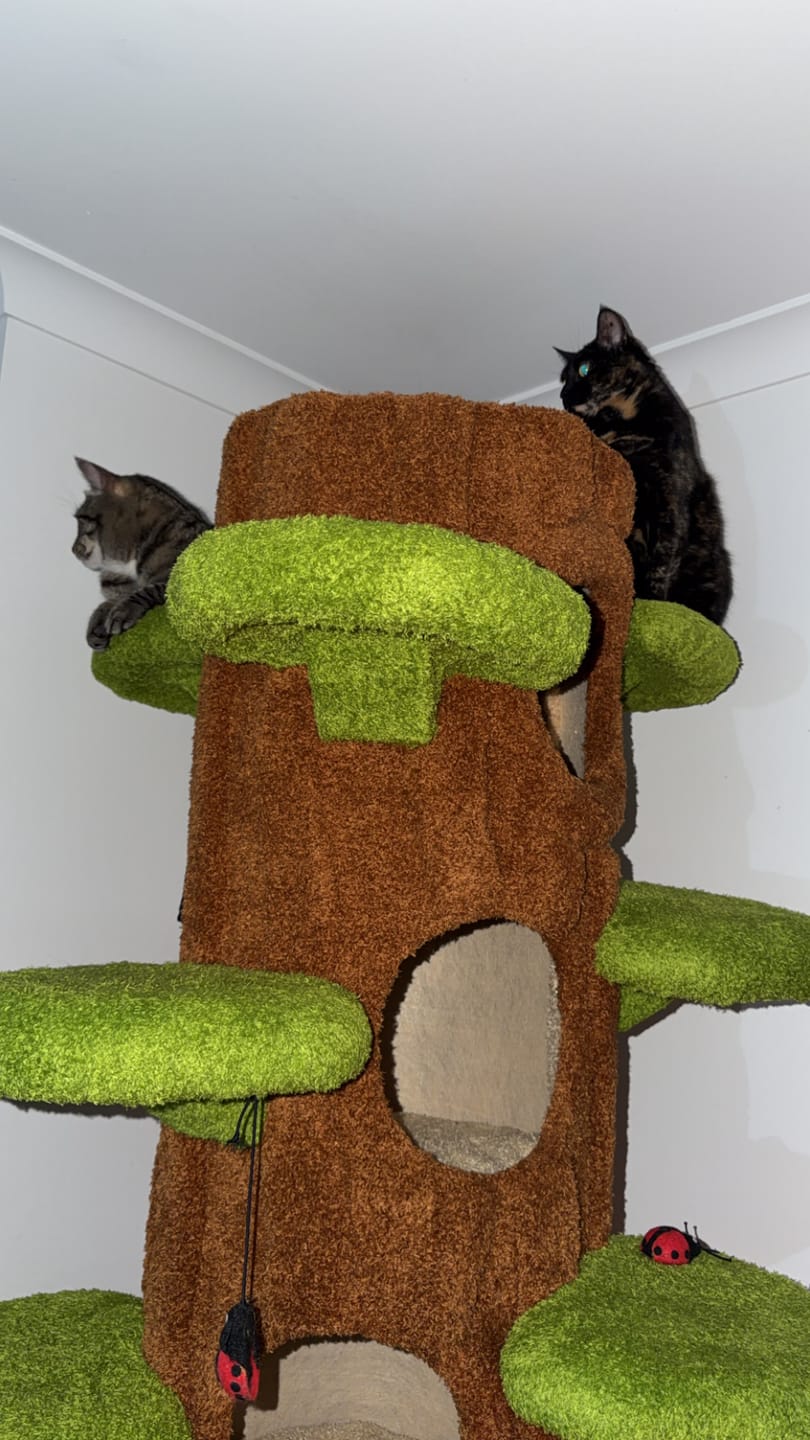 Customer photo review of Multi-Functional Tree Hollow Structure Cat Tree 230cm | Deluxe Multi-Cat Tower