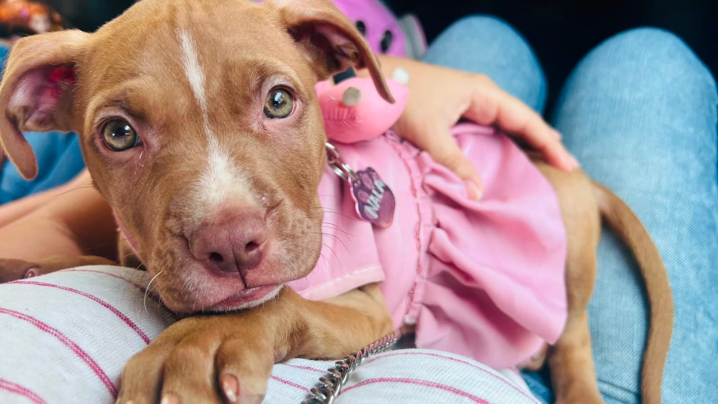 Customer photo review of CT8941 1 Pieza De Pechera Para Mascota