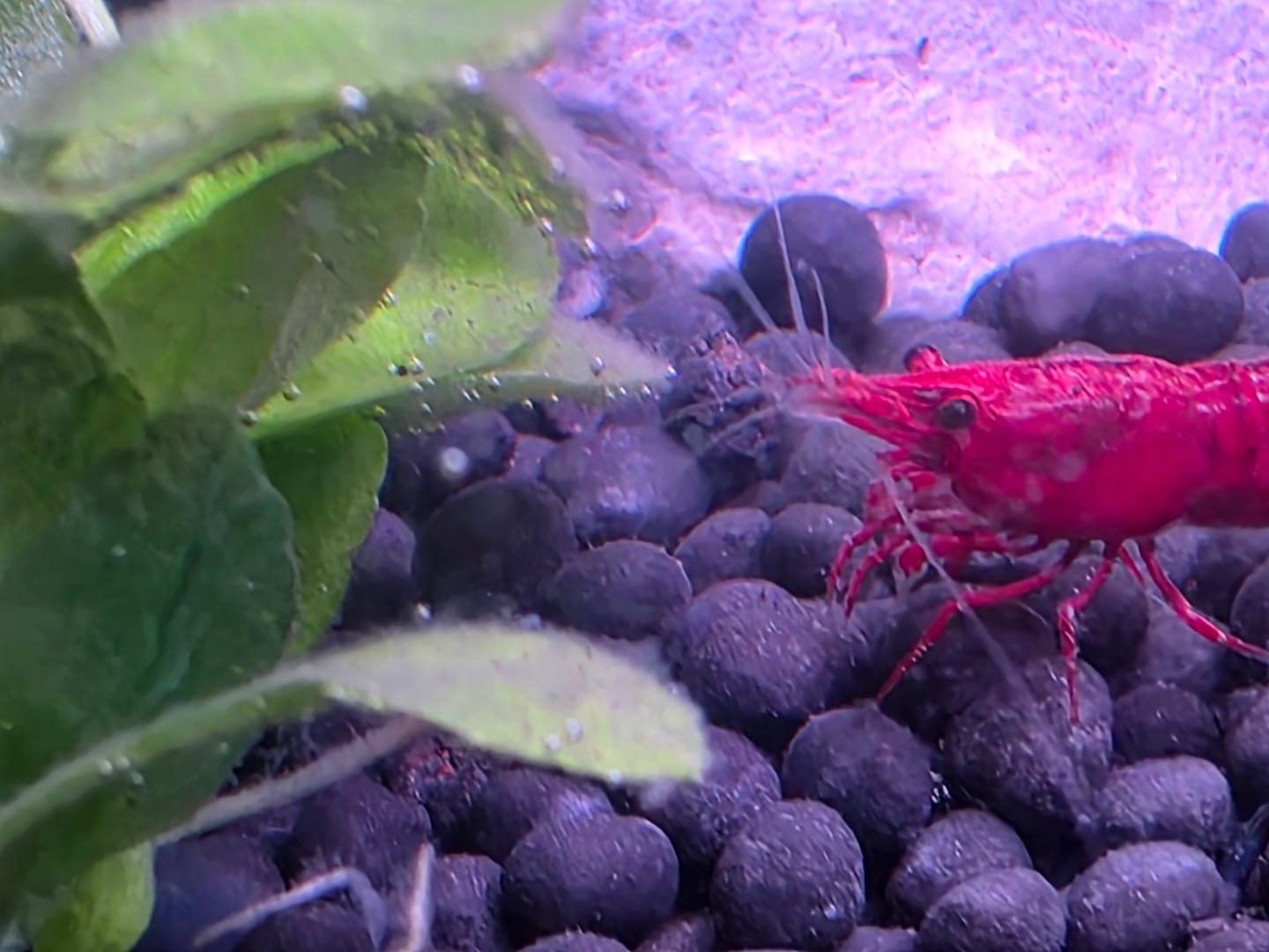 Customer photo review of Fire Red Cherry Shrimp